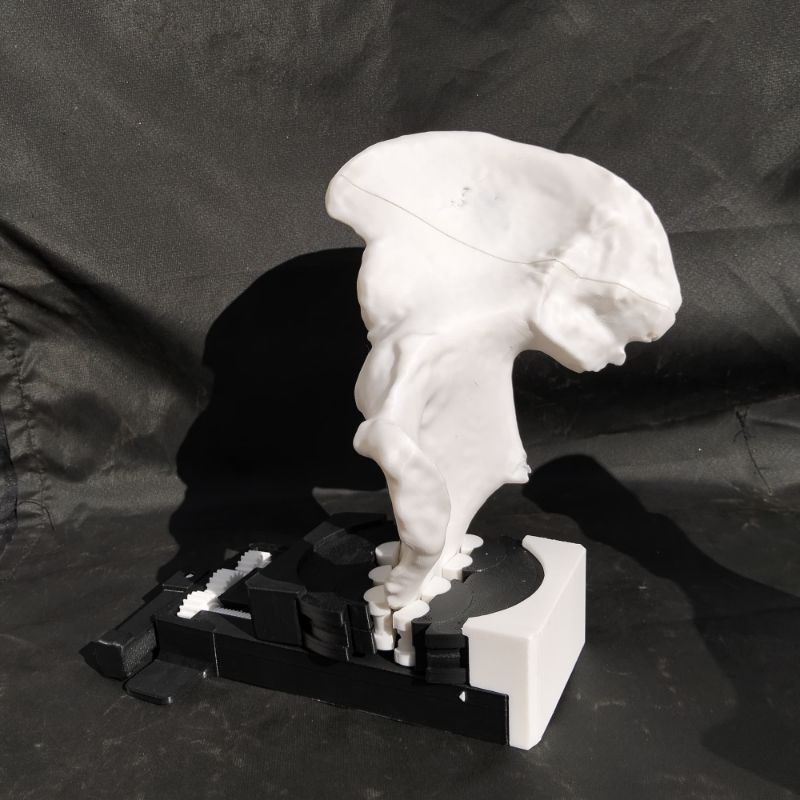 Hemipelvis — modelo físico 3D